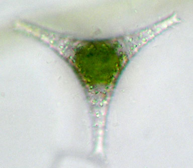 Staurastrum manfeldtii